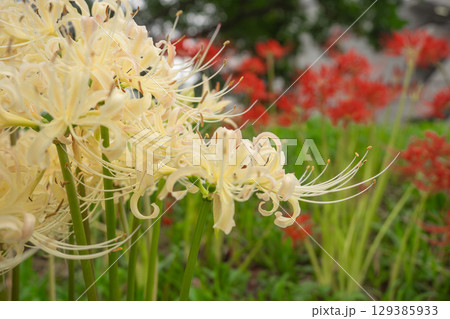 緑色の彼岸花 129385933