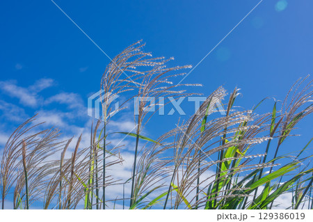 青空に映えるススキの穂 129386019