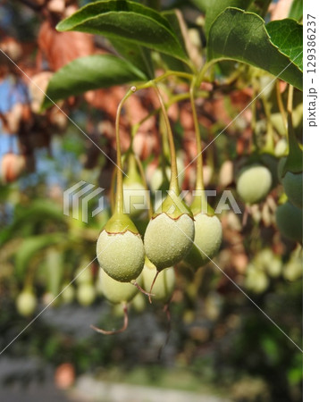 「エゴノキ」のまだ未成熟の実 129386237