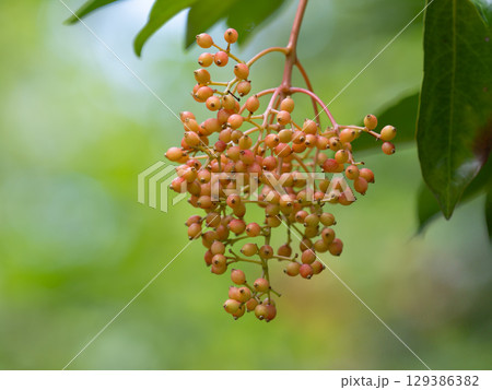 赤くなり始めたサンゴジュの実 129386382