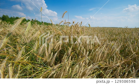 A Stunning and Vibrant Wheat Field Bathed in Golden Light Under a Bright Blue Sky on a Beautiful Day 129386598