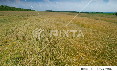 A vast, beautiful golden Wheat field stretches wide under a clear and inviting blue sky above A vast, beautiful golden Wheat field stretches wide under a clear and inviting blue sky above 129386601