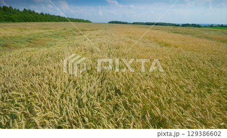A Serene and Peaceful Field of Lush Green Wheat Grasses Stretching Out Under a Beautiful Blue Sky Above A Serene and Peaceful Field of Lush Green Wheat Grasses Stretching Out Under a Beautiful Blue Sky Above 129386602