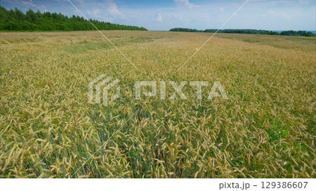 A beautiful golden Wheat field landscape adorned with lush, vibrant green trees and natures splendor A beautiful golden Wheat field landscape adorned with lush, vibrant green trees and natures splendor 129386607