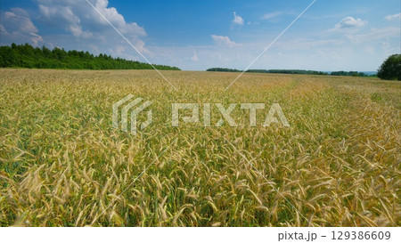 A Beautiful Golden Wheat Field Stretching Beneath a Bright Blue Sky on a Sunny Day A Beautiful Golden Wheat Field Stretching Beneath a Bright Blue Sky on a Sunny Day 129386609