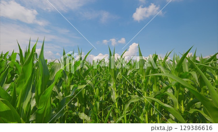 A Vibrant Cornfield Flourishing Under a Bright Blue Sky in a Picturesque Rural Landscape 129386616