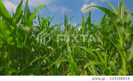 A beautifully vibrant corn field stretches out wonderfully beneath a clear blue sky above it 129386619