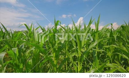 A Lush, Vibrant Green Cornfield Stretching Beautifully Under the Bright Blue Sky A Lush, Vibrant Green Cornfield Stretching Beautifully Under the Bright Blue Sky 129386620