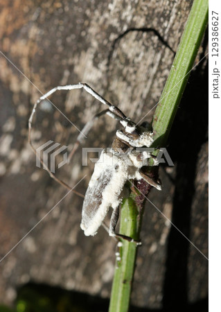 ボーベリア菌菌糸に覆われて絶命しているカミキリムシ成虫（アウトドアフィールド昆虫マクロ撮影） 129386627