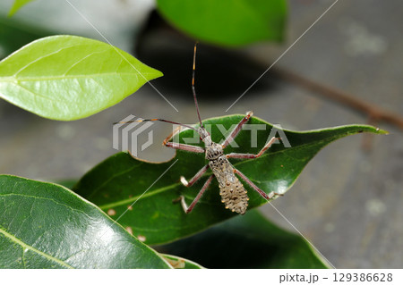恐竜のような体型のオオトビサシガメ幼虫(自然環境下昆虫類ストロボマクロ撮影) 恐竜のような体型のオオトビサシガメ幼虫(自然環境下昆虫類ストロボマクロ撮影) 129386628