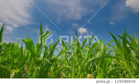 A Lush and Vibrant Green Cornfield Sprawling Under a Bright Blue Sky Filled with Clouds 129386630