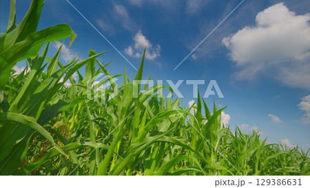 A vibrant, lush green cornfield extending under a clear, bright blue sky on a beautiful day 129386631