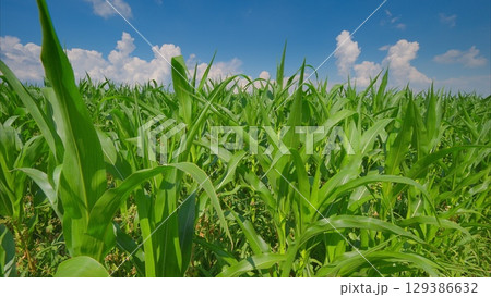 A Lush Corn Field Flourishing Under a Bright Blue Sky, Perfect for Farming and Agriculture 129386632