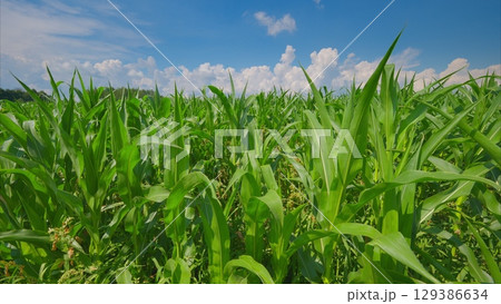 A Lush Green Cornfield Flourishing Harmoniously Beneath a Bright and Clear Blue Sky 129386634
