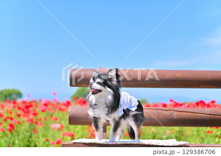 満開のポピー畑でお散歩　ロングコートチワワ 129386706