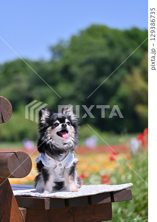 満開のポピー畑でお散歩　ロングコートチワワ 129386735