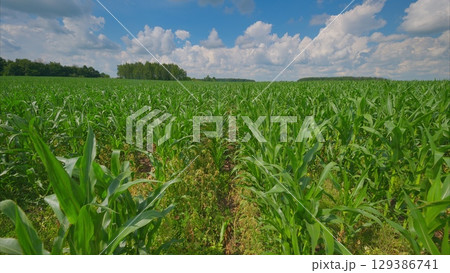A Vast and Lush Green Cornfield Extends Under a Bright Blue Sky with Fluffy White Clouds Above A Vast and Lush Green Cornfield Extends Under a Bright Blue Sky with Fluffy White Clouds Above 129386741