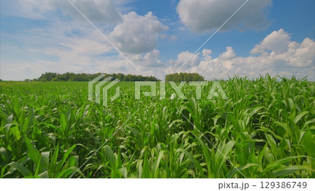 A stunning image of a lush cornfield under a vibrant sky with various shades of blue A stunning image of a lush cornfield under a vibrant sky with various shades of blue 129386749