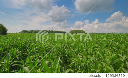 A Lush, Vibrant Green Cornfield under a Beautiful Blue Sky, Perfect for Agriculture A Lush, Vibrant Green Cornfield under a Beautiful Blue Sky, Perfect for Agriculture 129386750