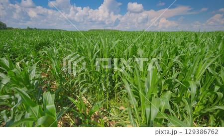 A Lush Green Cornfield Thriving Beautifully Beneath a Clear and Bright Blue Sky Above A Lush Green Cornfield Thriving Beautifully Beneath a Clear and Bright Blue Sky Above 129386762
