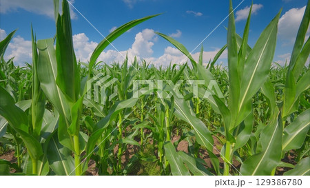 A Lush Green Cornfield Thrives Under a Bright Blue Sky on a Warm, Beautiful Sunny Day 129386780