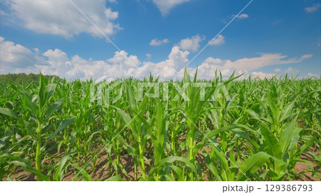 Lush Cornfield Under a Bright Blue Sky with Few Fluffy Clouds, a Peaceful Scene, Natures Beauty 129386793