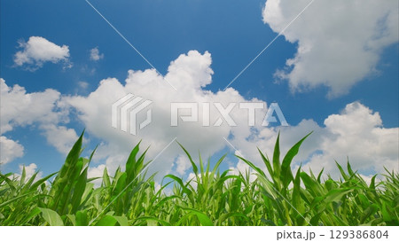 A Beautiful and Lush Green Corn Field Sitting Under a Bright and Clear Blue Sky Above A Beautiful and Lush Green Corn Field Sitting Under a Bright and Clear Blue Sky Above 129386804