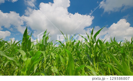 A Beautiful Lush Green Cornfield Spreading Out Under A Bright Blue Sky And Fluffy White Clouds A Beautiful Lush Green Cornfield Spreading Out Under A Bright Blue Sky And Fluffy White Clouds 129386807
