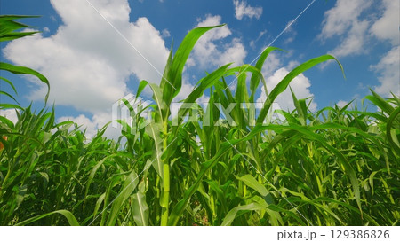 A Lush Cornfield Flourishing Under a Bright Blue Sky in the Heart of Nature and Agriculture 129386826
