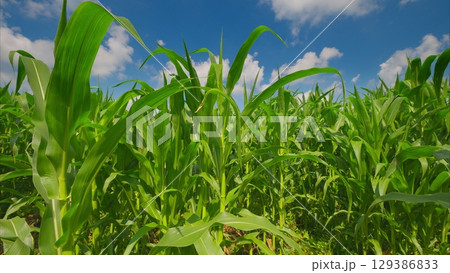 An Expansive and Lush Green Cornfield Sprawls Beautifully Under a Bright Blue Sky Above It An Expansive and Lush Green Cornfield Sprawls Beautifully Under a Bright Blue Sky Above It 129386833