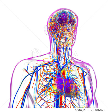 Vascular system of human body, illustration 129386879