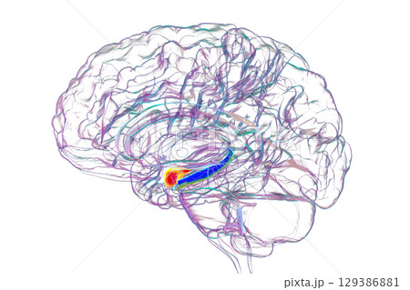 Human brain with highlighted amygdala and hippocampus, 3D illustration. 129386881