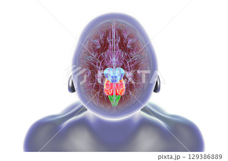 Brainstem highlighted in human brain, 3D illustration 129386889
