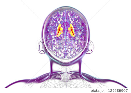 Internal capsule, 3D illustration. Highlighted in red within the human brain. Internal capsule, 3D illustration. Highlighted in red within the human brain. 129386907