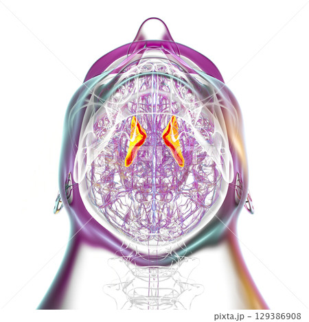 Internal capsule, 3D illustration. Highlighted in red within the human brain. Internal capsule, 3D illustration. Highlighted in red within the human brain. 129386908