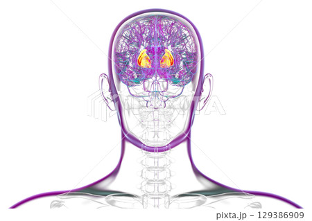 Internal capsule, 3D illustration. Highlighted in red within the human brain. Internal capsule, 3D illustration. Highlighted in red within the human brain. 129386909