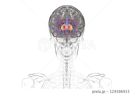 Thalamus of human brain, 3D illustration 129386915