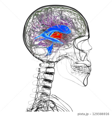 Third brain ventricle, illustration Third brain ventricle, illustration 129386916