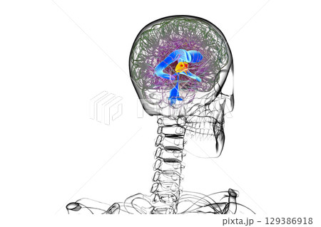 Third brain ventricle, illustration Third brain ventricle, illustration 129386918