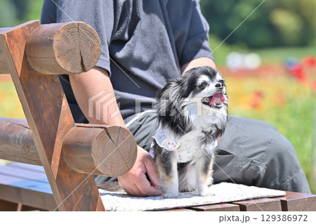 愛犬とお散歩する男性 満開のポピー畑 ロングコートチワワ  愛犬とお散歩する男性 満開のポピー畑 ロングコートチワワ  129386972