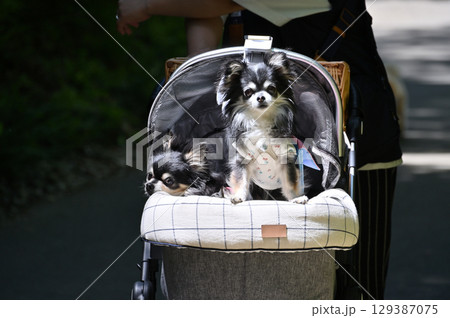 犬用カートに扇風機を付けて暑さ対策で散歩　ロングコートチワワ 129387075
