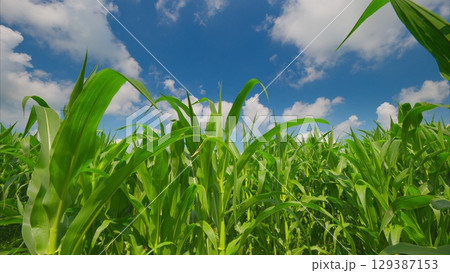 A Lush Green Cornfield Beneath a Stunningly Bright Blue Sky Filled with Fluffy Clouds A Lush Green Cornfield Beneath a Stunningly Bright Blue Sky Filled with Fluffy Clouds 129387153