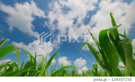 The Vibrant Cornfield Flourishes Under a Beautifully Clear and Expansive Blue Sky Above The Vibrant Cornfield Flourishes Under a Beautifully Clear and Expansive Blue Sky Above 129387158