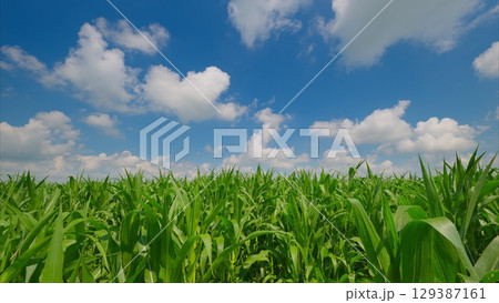 A Lush Green Cornfield Thriving Brightly Under a Vast and Beautiful Blue Sky Above Today A Lush Green Cornfield Thriving Brightly Under a Vast and Beautiful Blue Sky Above Today 129387161