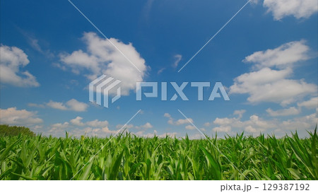 A Vibrant Green Corn Field Spreading Out Under a Bright and Clear Blue Sky Filled with Light 129387192