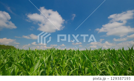 Experience the Beauty of Lush Green Corn Fields Beneath a Bright and Beautiful Blue Sky Experience the Beauty of Lush Green Corn Fields Beneath a Bright and Beautiful Blue Sky 129387193