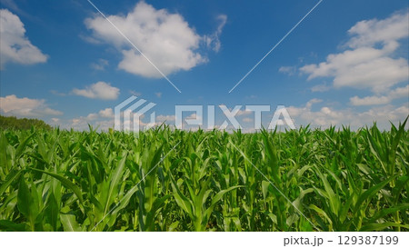 A lush cornfield stretches under a bright blue sky with fluffy clouds, creating a picture 129387199