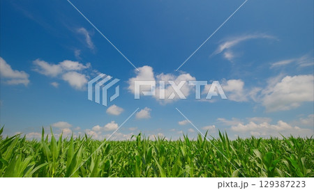 A Vibrant and Lush Green Corn Field Spreading Under a Clear Blue Sky Adorned with Fluffy White Clouds 129387223