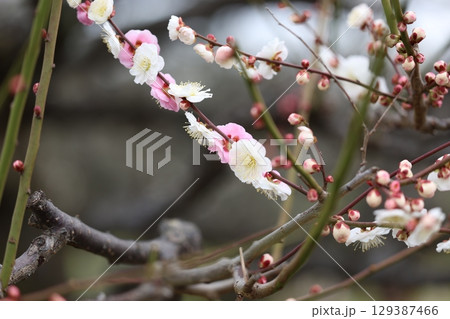 咲き始めた梅の花 129387466