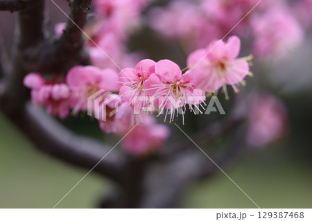 春の訪れを告げる梅の花 129387468
